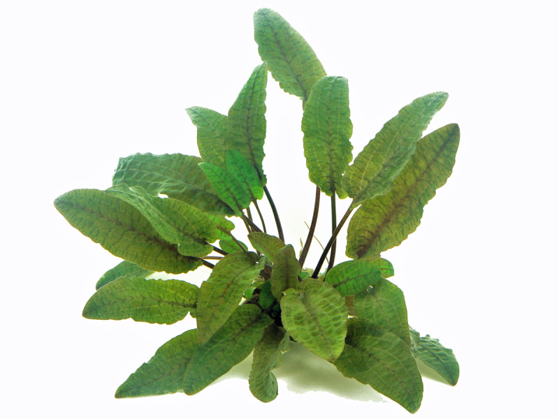 Preview: Brauner Wasserkelch - Cryptocoryne wendtii 'Braun' Preview: Brauner Wasserkelch - Cryptocoryne wendtii 'Braun'